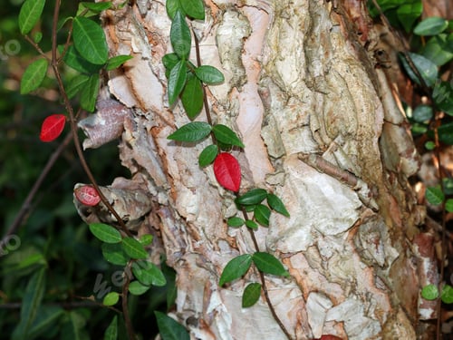 Preview: Green Vine On Shagbark Tree Trunk - Photograph Of A Green Vine With A Few Red Leaves On The Trunk