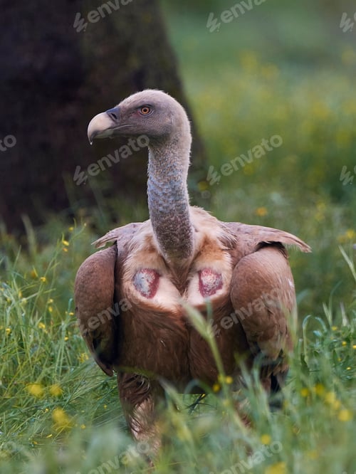 Preview: Griffon vulture (Gyps fulvus) in its natural enviroment