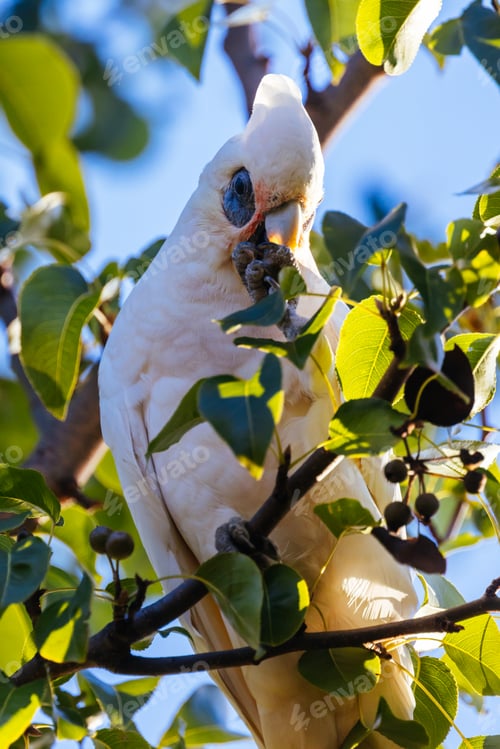 Preview: Wild Cockatoo Eating in Australia