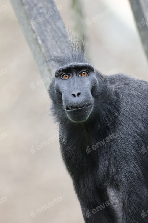 Preview: Crested Macaque (Macaca Nigra) in natural habitat