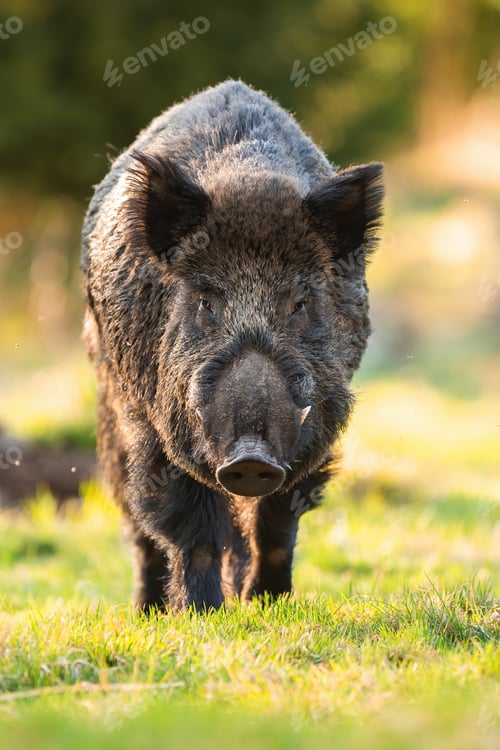 Preview: Wild boar male approaching on grass in springtime