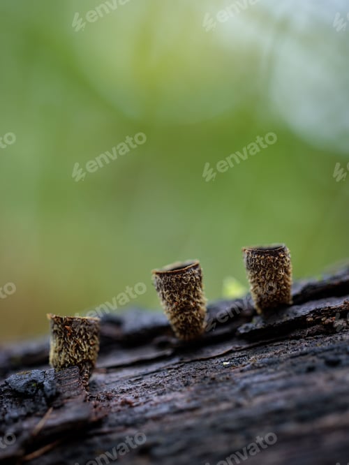 Preview: Close-up of fungi on a decaying log