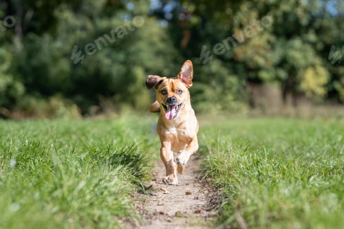 Preview: Closeup shot of an Austrian Pinscher running in the forest