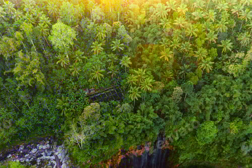 Preview: Green trees in national park garden in summer season. Nature landscape background.