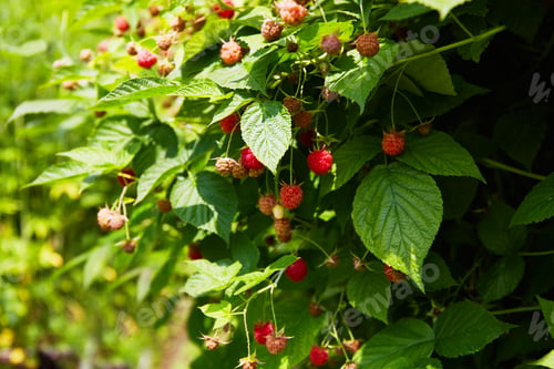 Vista previa: Raspberry bush in the garden. Harvest time. The process of ripening berries in an organic garden.