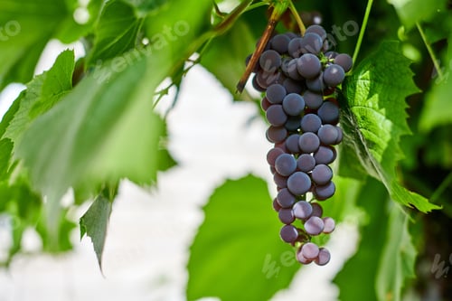 Preview: Bunch of red grapes on vineyard. Table red grape with green vine leaves