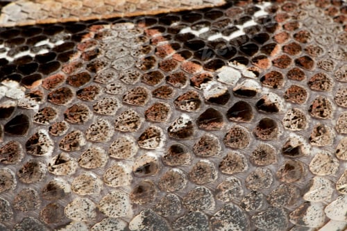 Preview: rhinoceros viper, river jack - Bitis nasicornis X gabonica (poisonous)