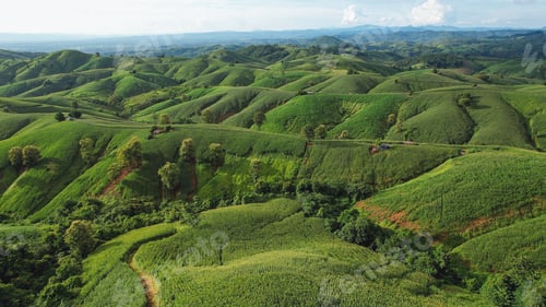 Preview: Aerial view of the greenery mountains and corn field by drone