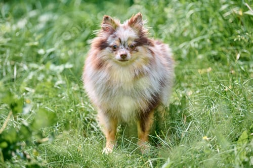 Preview: Fluffy pomeranian spitz enjoys sunny day in lush grass