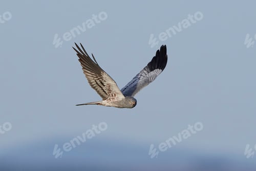 Preview: Montagus harrier (Circus pygargus)