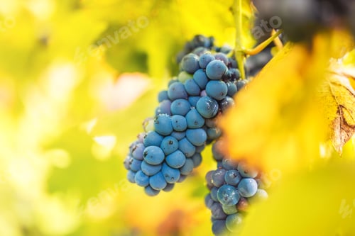 Preview: close up details of healthy red grapes on vineyard. autumn landscape with ripe grapes ready for wine