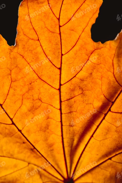 Preview: close up of orange maple leaf with veins isolated on black, autumn background
