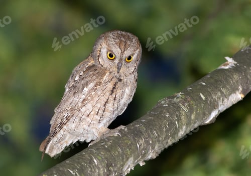 Preview: Eurasian scops owl, Otus scops. A bird sits on a branch and looks down