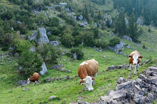 Preview: Scenic view of mountain rocks with green pastures and grazing cows