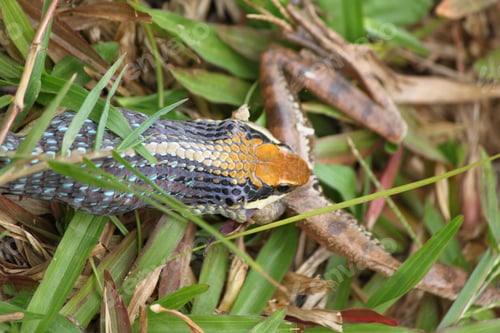 Preview: Top view of a snake eating a frog in green grass