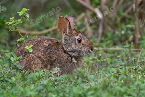 Preview: Marsh Rabbit