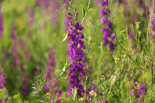 Preview: Beautiful wild flowers outdoors on sunny day. Amazing nature in summer