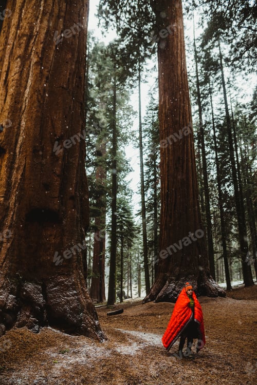 Preview: Male wild camper wrapped in red sleeping in Sequoia National Park, California, USA
