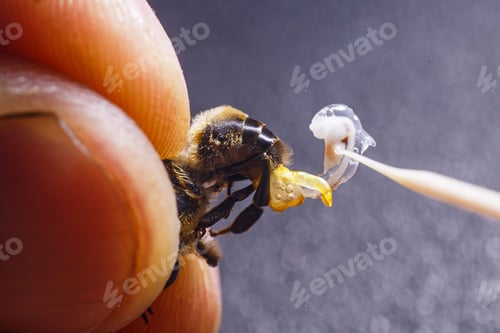 Preview: Preparation of material for artificial insemination of queen bees fertilization at agriculture