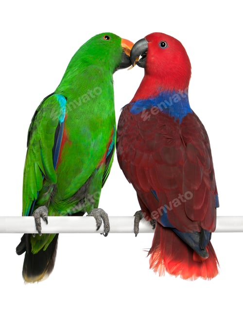 Preview: Male and Female Eclectus Parrots, Eclectus roratus, perching in front of white background
