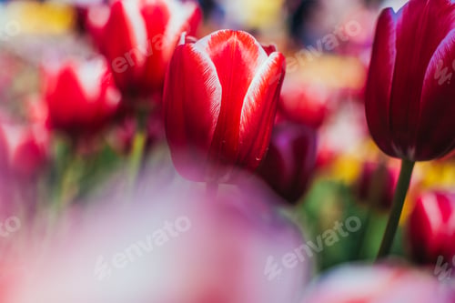 Preview: Red tulips with beautiful bouquet background.