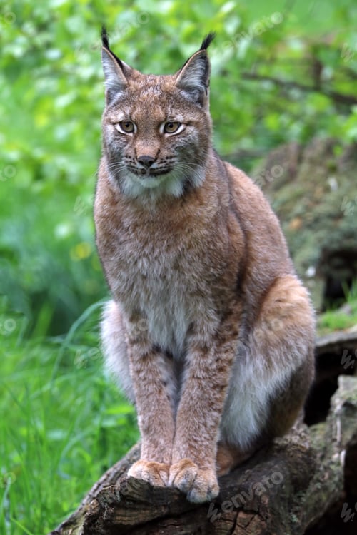 Preview: Lynx