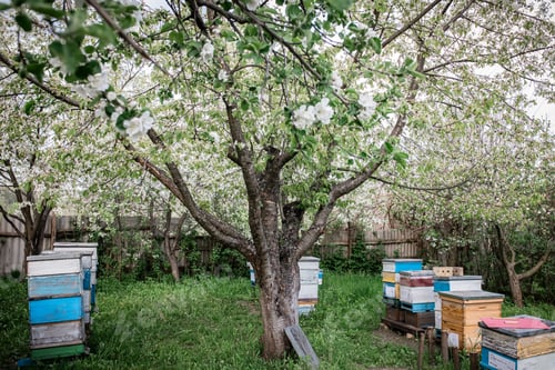 Preview: Apiary in spring under a flowering apple tree on green grass. Hives with bees during spring honey