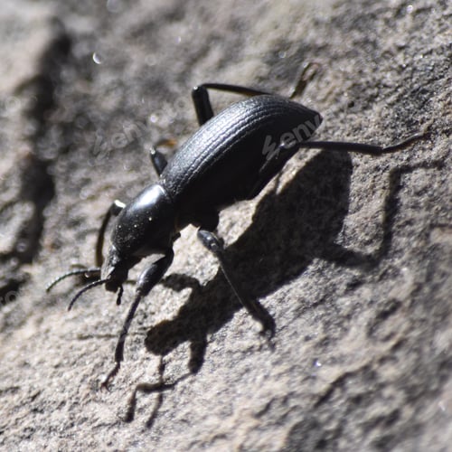 Preview: Big black stink bug