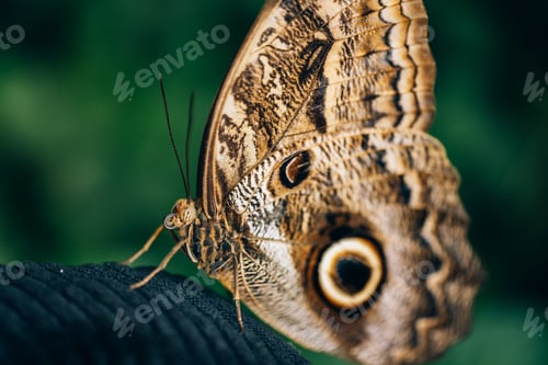 Preview: Macro shot of owl butterfly
