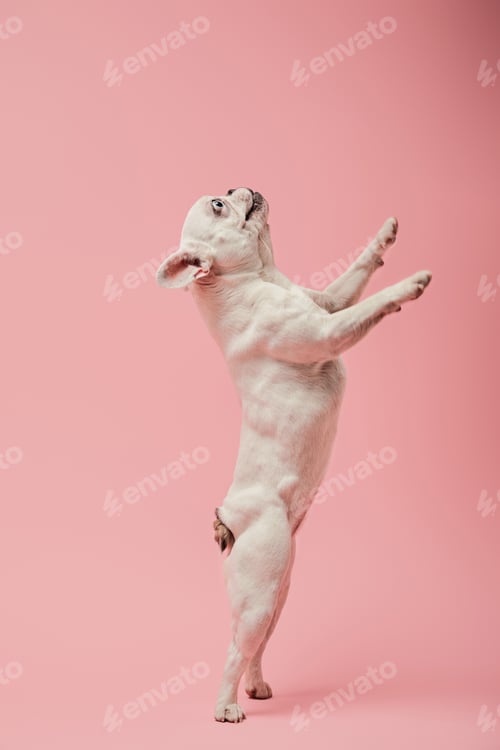 Preview: french bulldog on hind paws on pink background