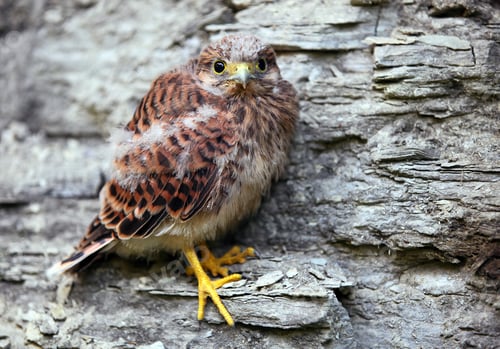 Preview: Young common kestrel sitting on a rock