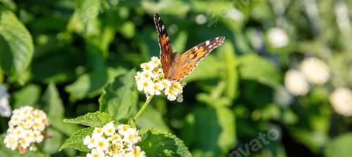 Preview: Vanessa Cardui or Painted Lady butterfly on white Lantana Camara Verbenaceae flower. Close up