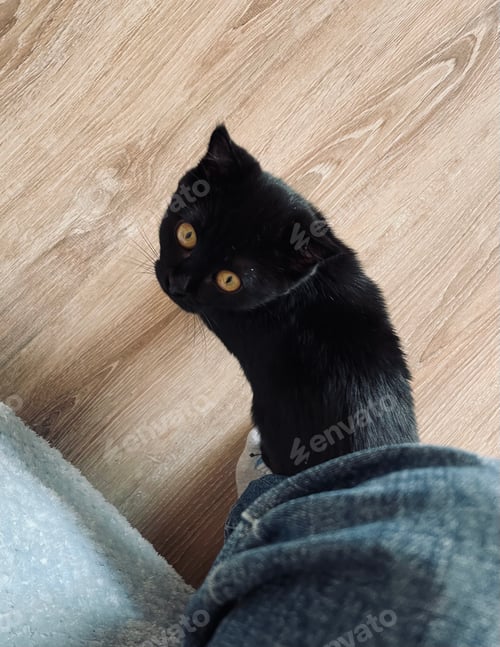 Preview: Cute Black Cat Sitting By Someone's Leg