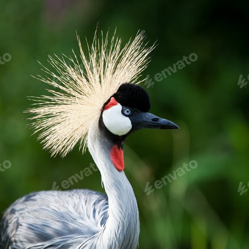 Preview: Close-up of a Grey Crowned Crane (Balearica regulorum)