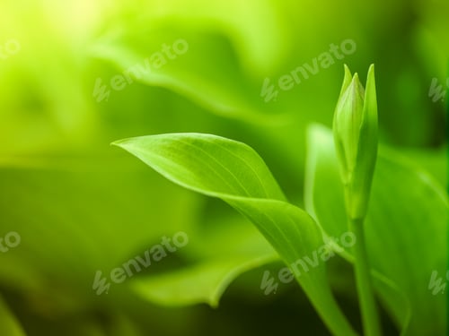 Preview: Hemerocallis japonica plant on greenery background natural light selective focus