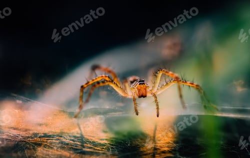 Preview: Close-up view of spider in the morning