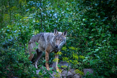 Preview: Canis lupus italicus (subspecies of the gray wolf, Canis lupus).
