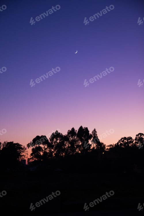 Preview: Vertical silhouette of thick trees with the beautiful moon in the background at twilight
