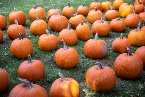 Preview: pumpkins