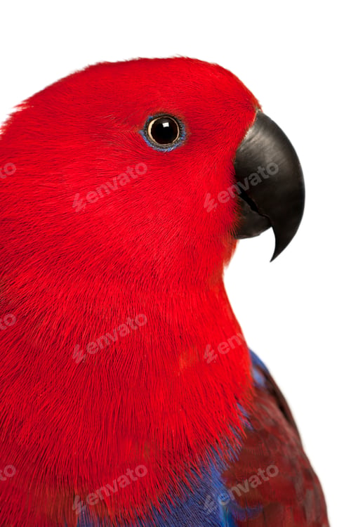 Preview: Close up of Female Eclectus Parrot, Eclectus roratus, in front of white background