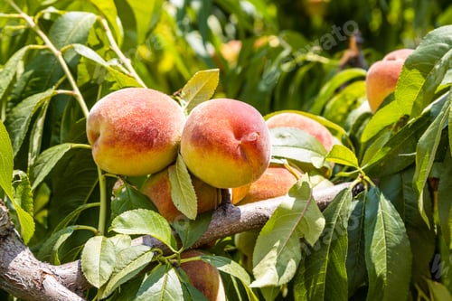 Preview: ripe peaches closeup in armenian orchard in summer