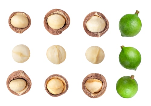 Preview: Peeled Macadamia nut isolated on white background