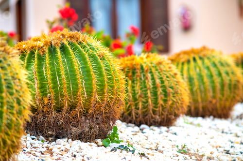 Preview: Green round tropical cactus plants with sharp spines growing on a ground covered with pebble stones
