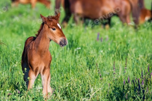 Preview: Young foal in green field next to adult horses