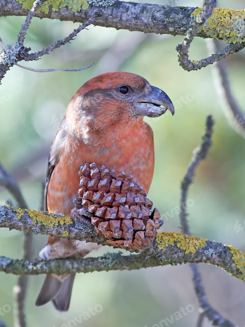 Preview: Parrot crossbill (Loxia pytyopsittacus)