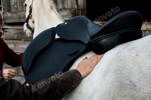 Preview: Close up of person putting black saddle on white horse.