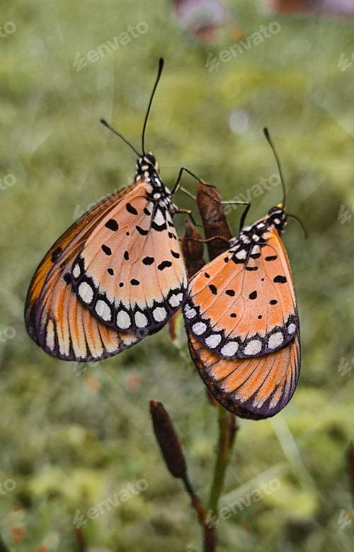 Preview: Butterflies on a Plant in a Green Meadow