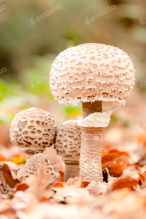Preview: Group of four parasol mushrooms