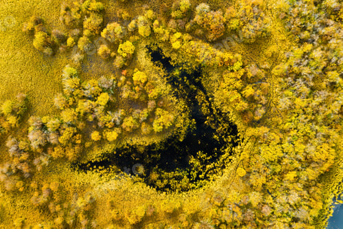 Preview: Fall landscape. A drone view of the lake in the woods. An aerial view of an autumn forest.