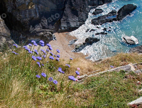 Preview: Flowers grown near the beach in summer